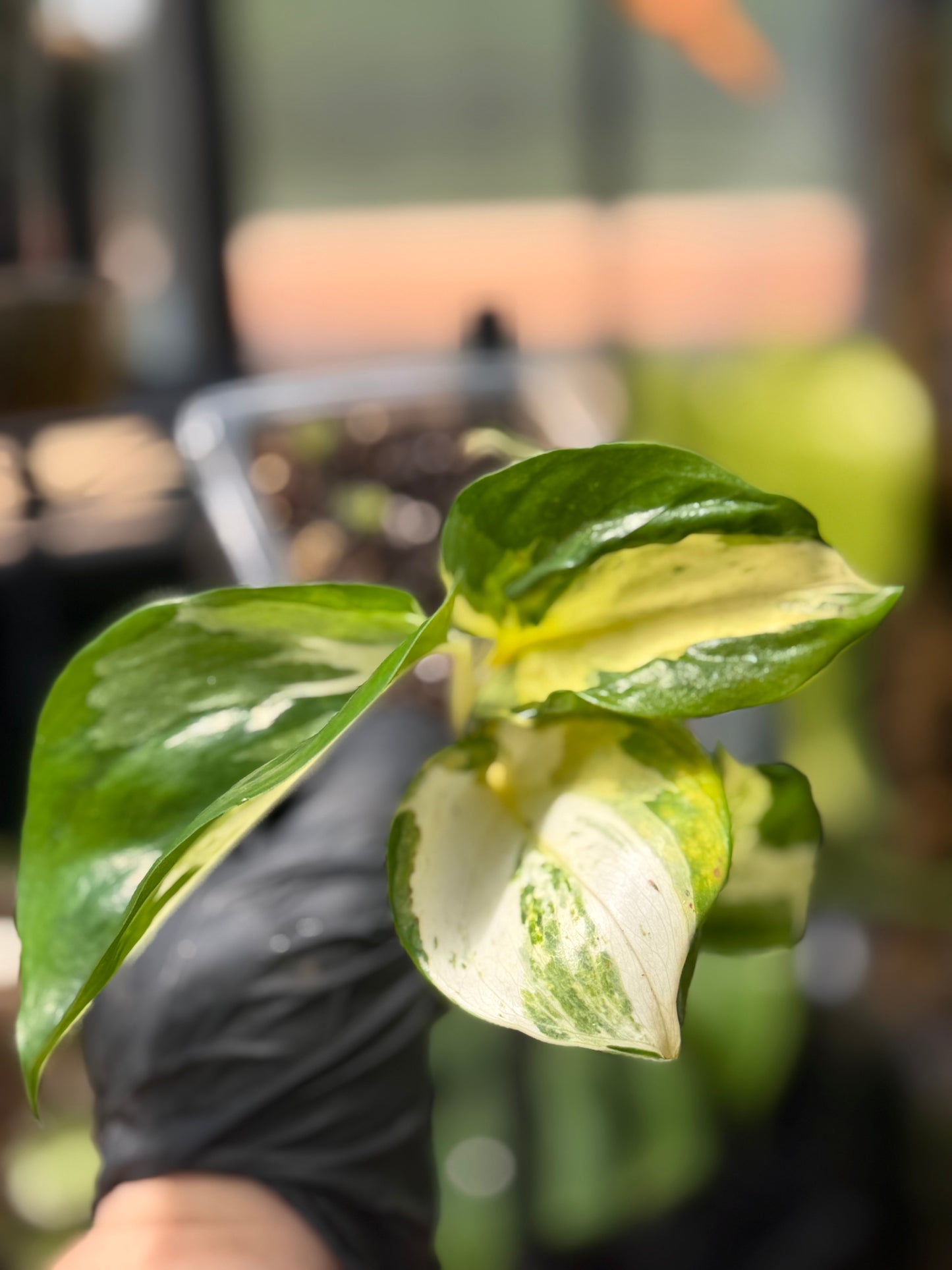 Epipremnum Aureum Japanese Global Pothos