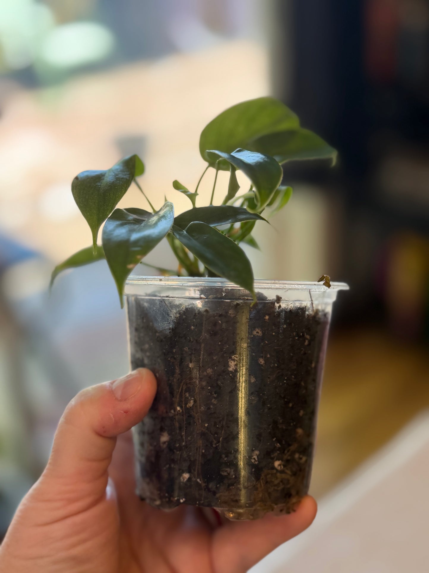 Philodendron Florida Ghost Mint