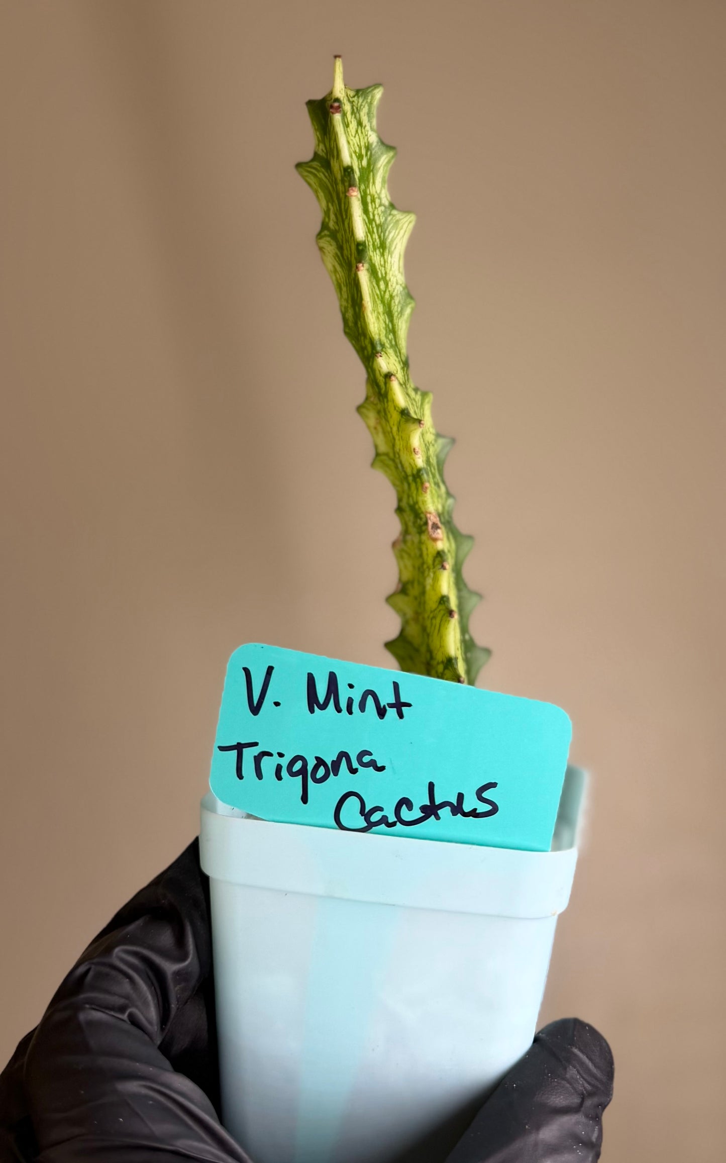 Euphorbia Trigona Mint Cream Cathedral Cactus