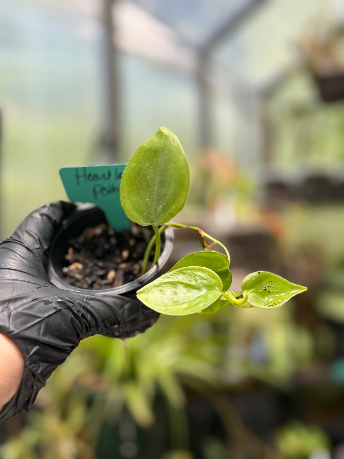 Philodendron Hederaceum Heartleaf Pothos