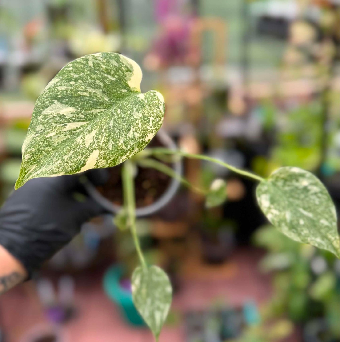 Monstera Deliciosa Starlight