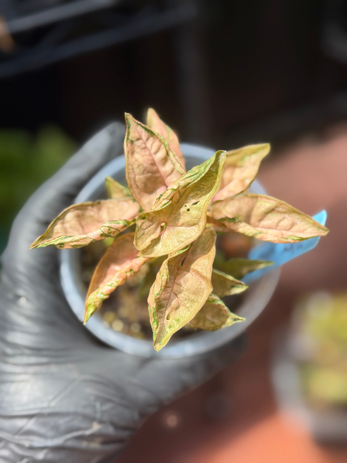 Syngonium Pink Rolli