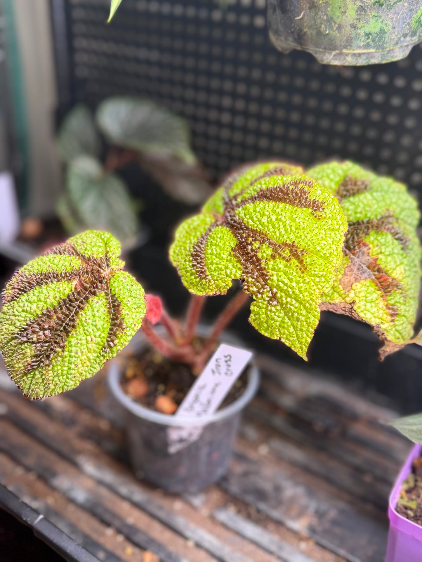 Begonia Masoniana Iron Cross