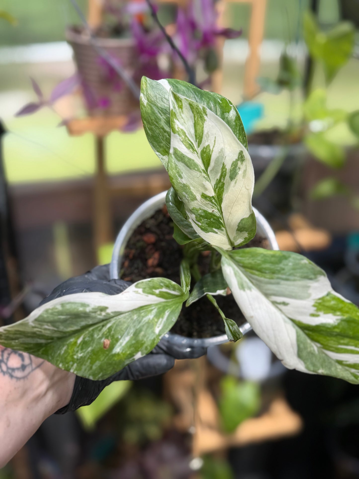 Monstera Lechleriana Variegated