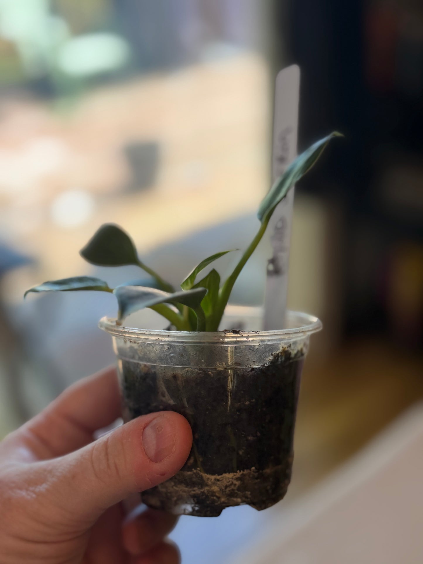 Philodendron Birkin