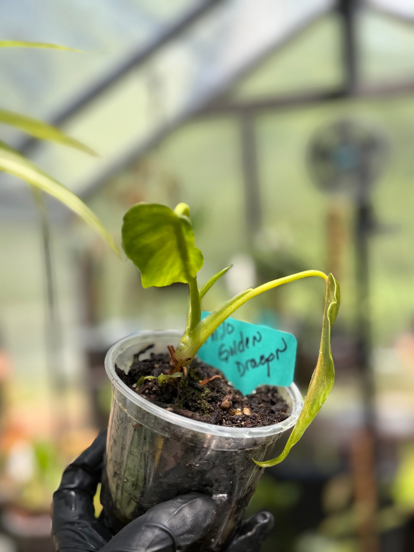 Golden Dragon Philodendron