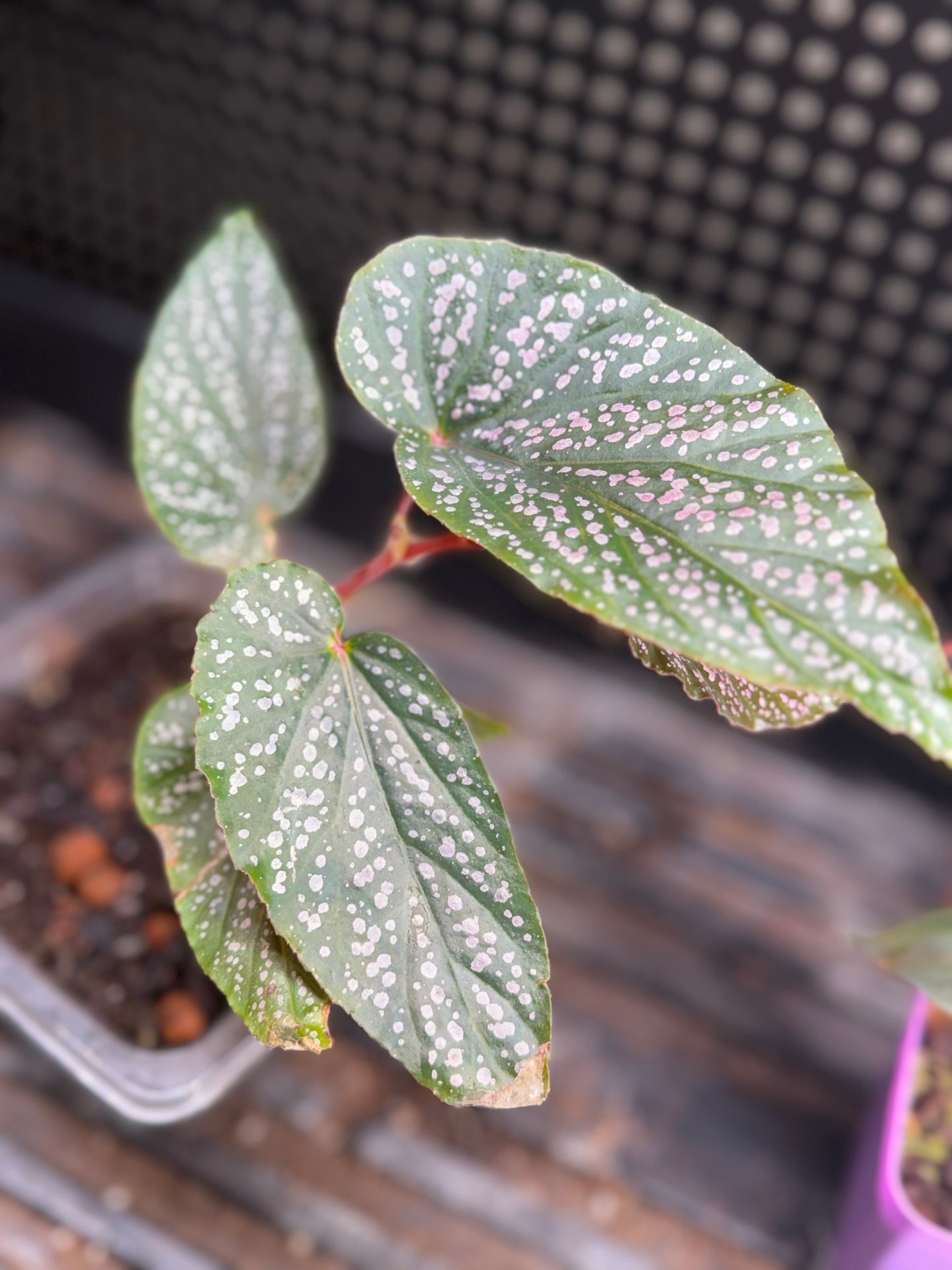 Begonia Benigo Pink Angel Wing Pink Polka Dot