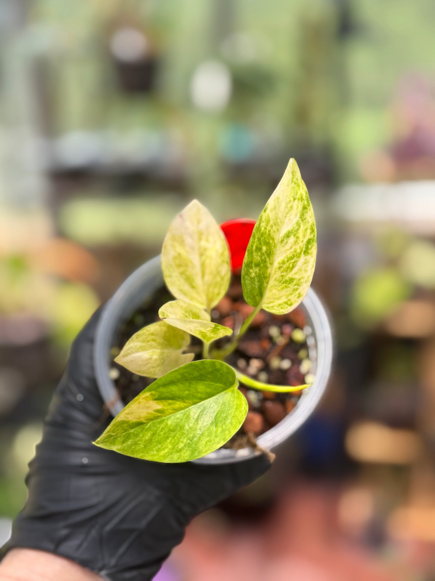 Epipremnum Pinnatum Yellow Sunrise Pothos