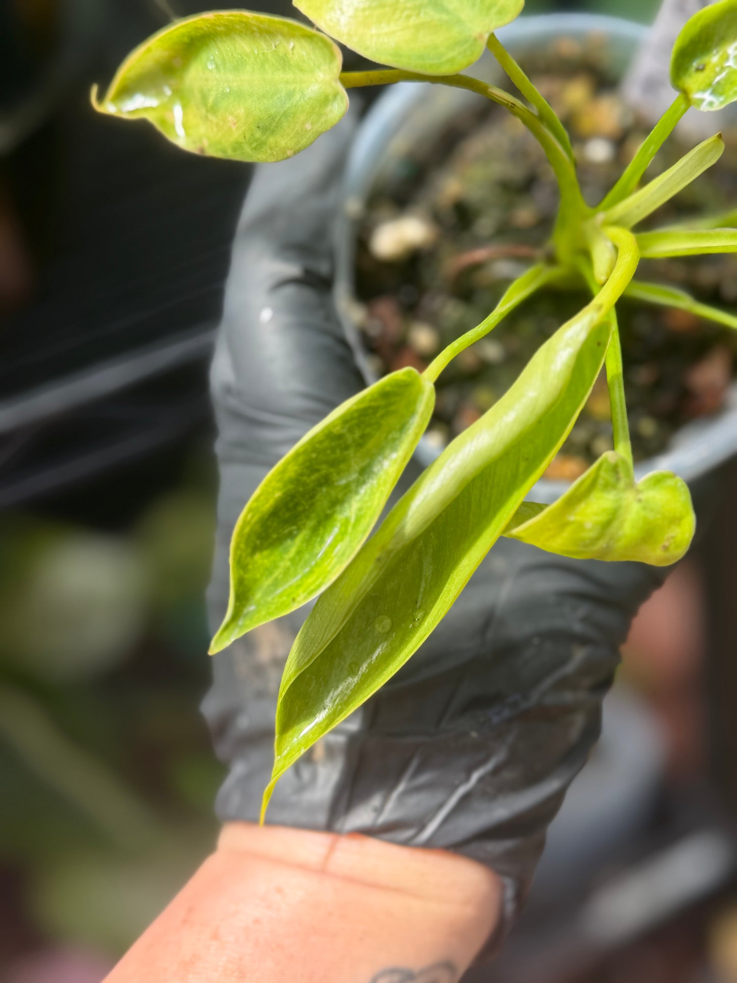 Philodendron Spiritus Sancti