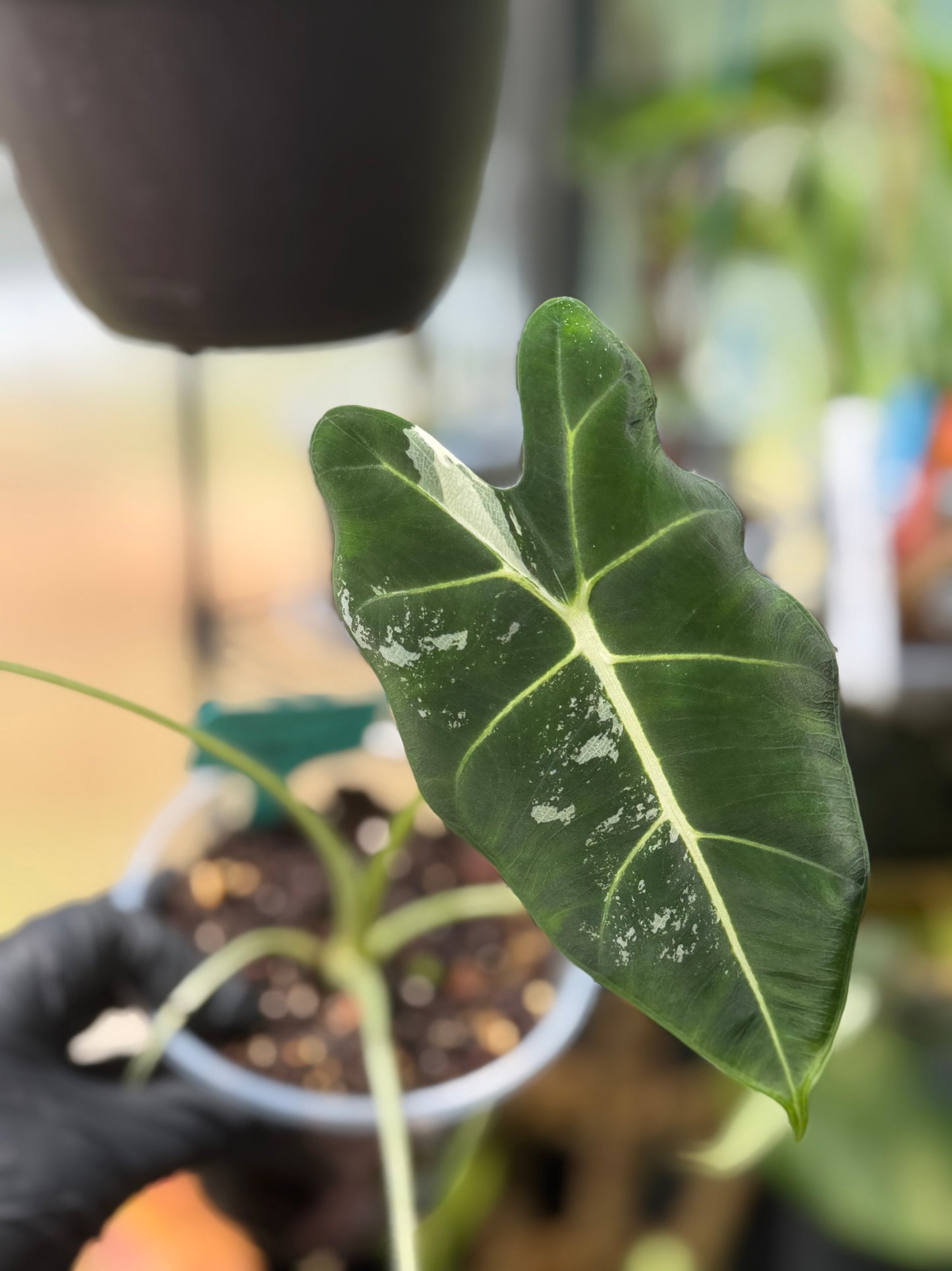 Alocasia Frydek Variegated