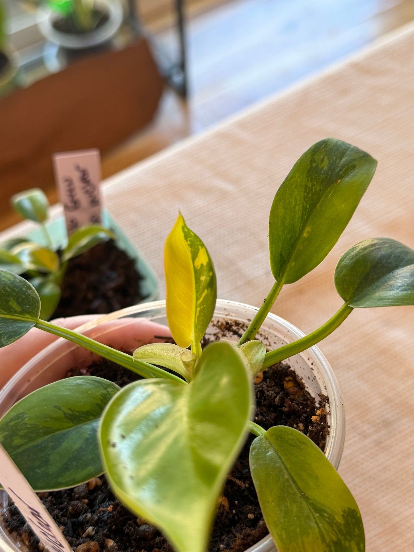 Philodendron Green Congo Nuclear