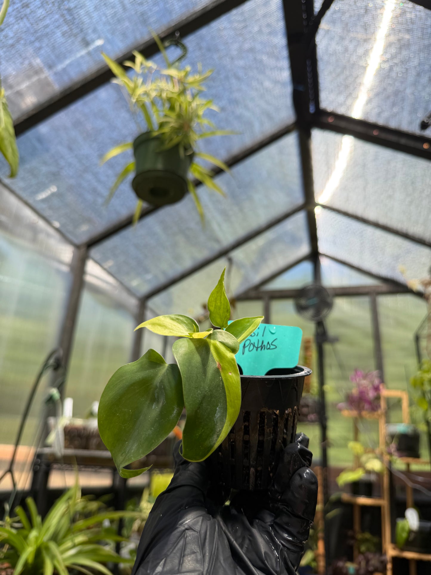 Philodendron Hederaceum Brasil Pothos
