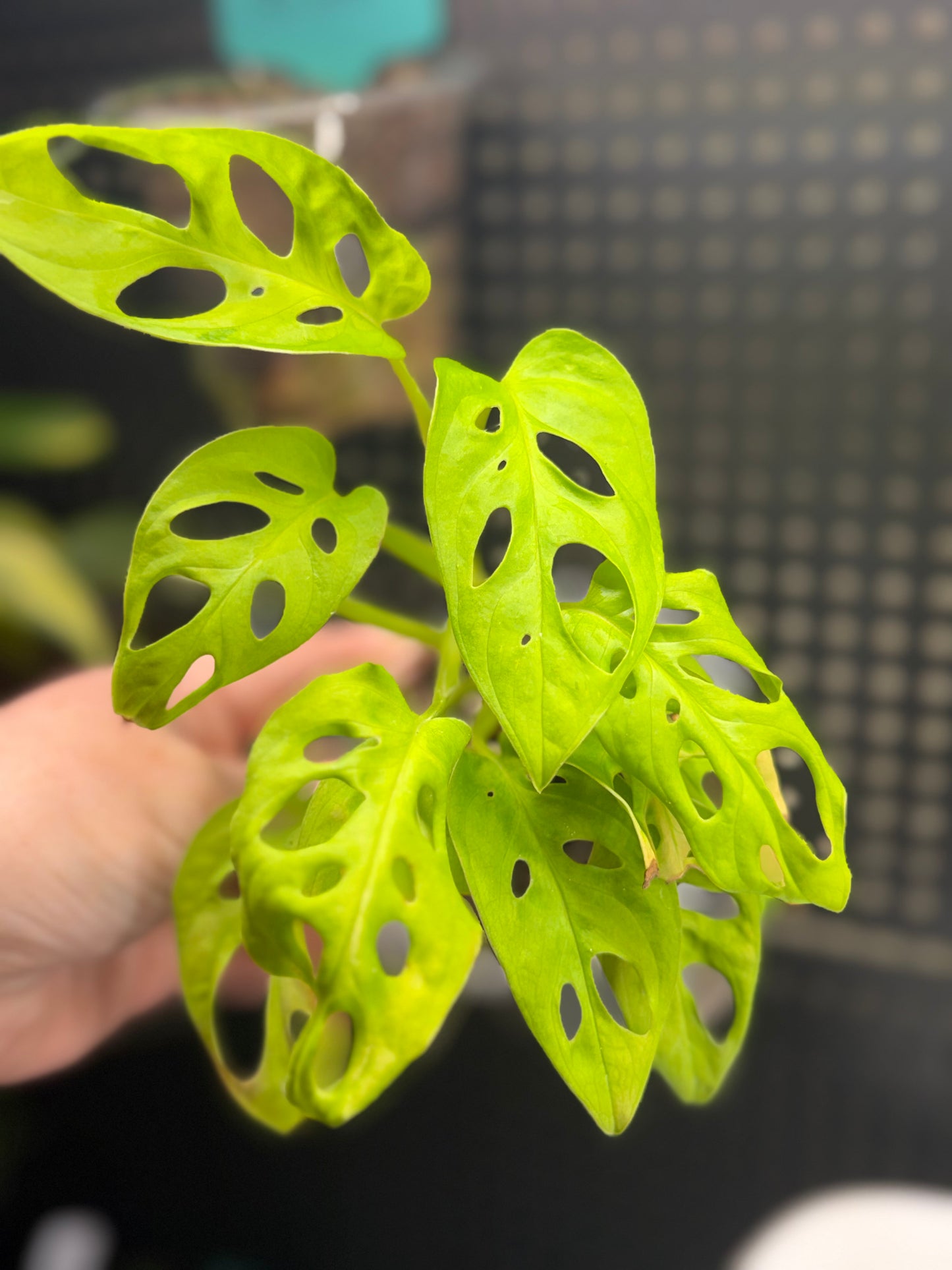 Monstera Adansonii Neon