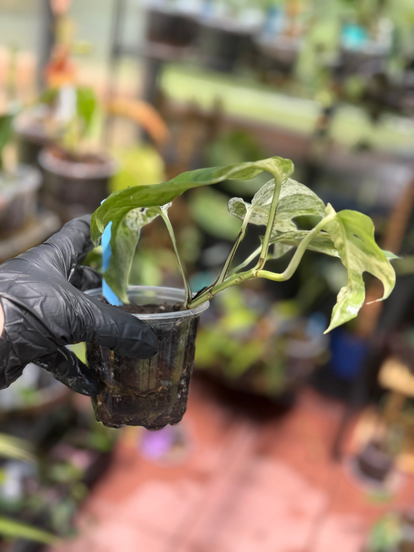 Epipremnum Pinnatum Marble King
