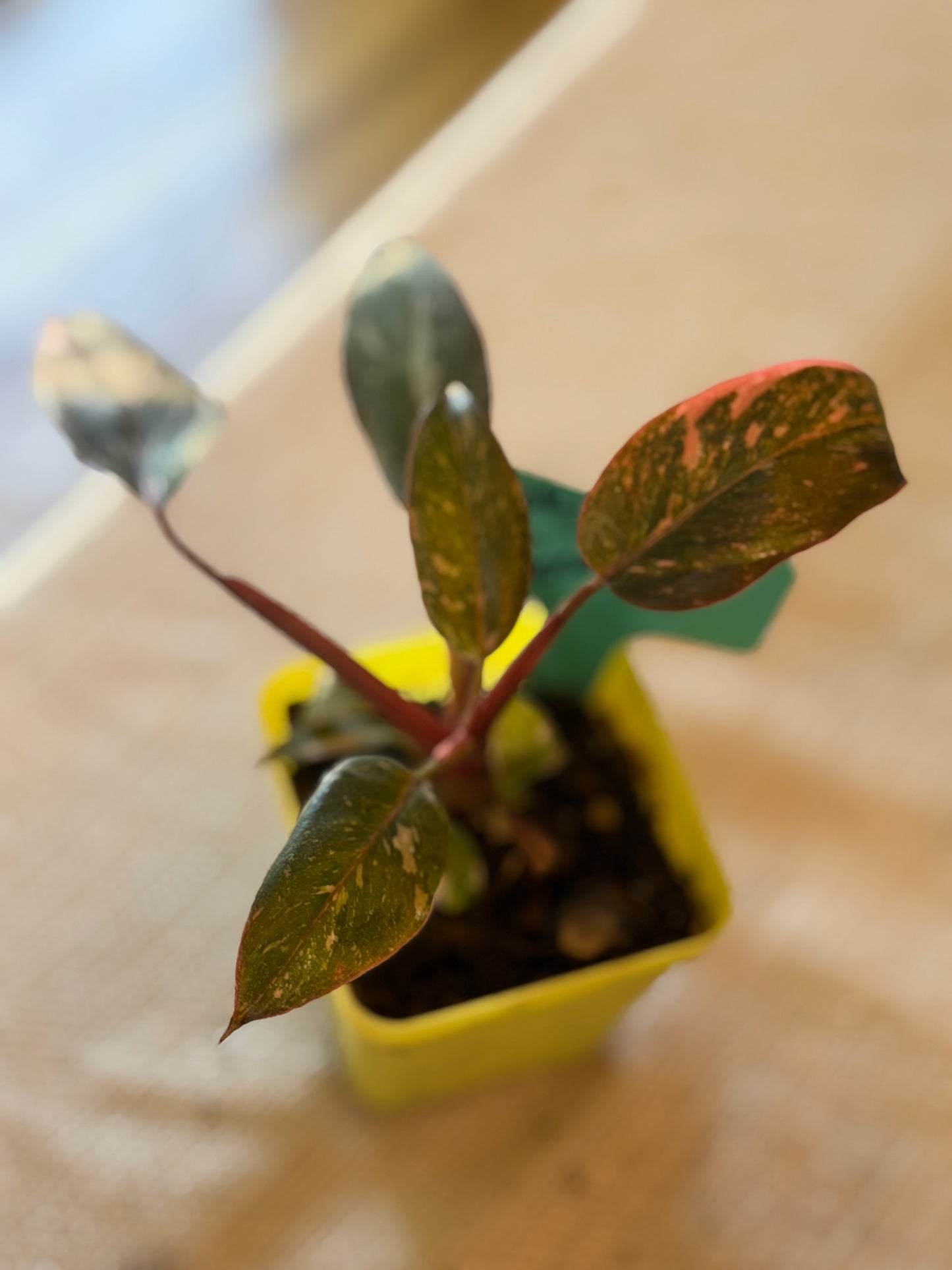 Philodendron Pink Princess Galaxy Starter