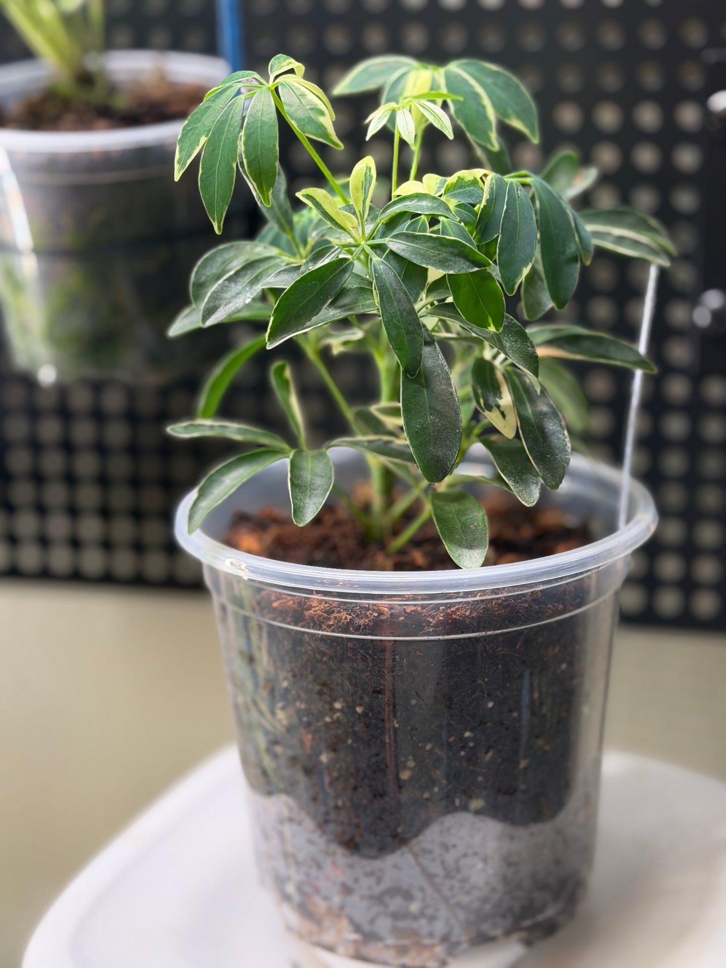 Variegated Dwarf Schefflera Arboricola Umbrella Tree