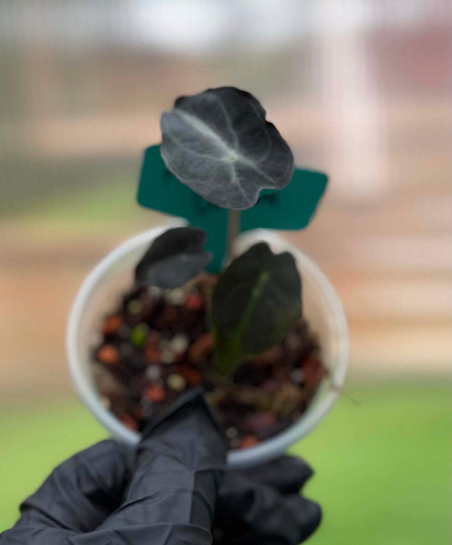 Alocasia Venom