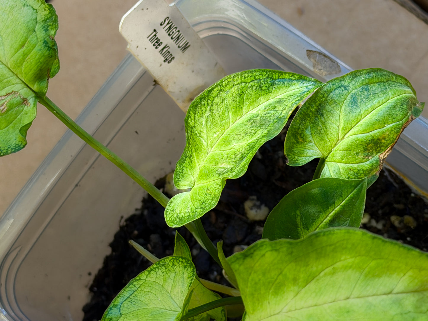 Syngonium Three Kings