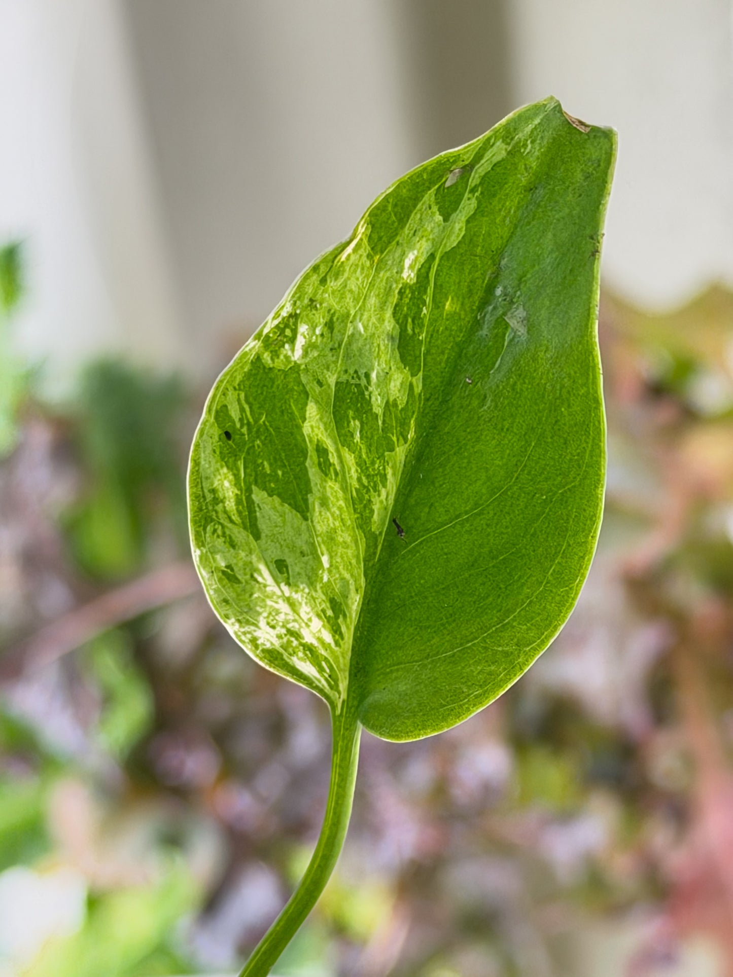 Monstera Bulbasaur