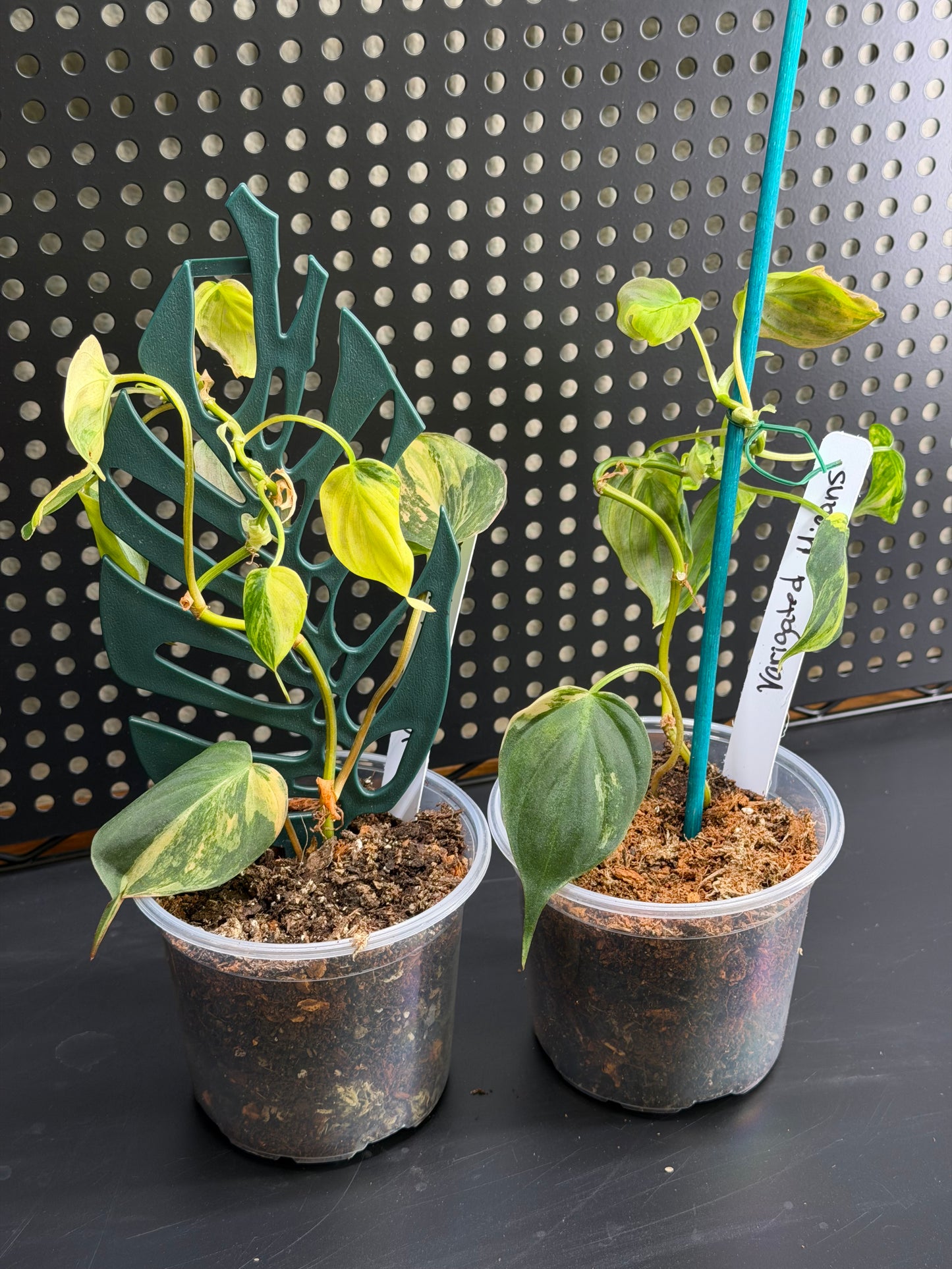Philodendron Micans- Variegated Aurea