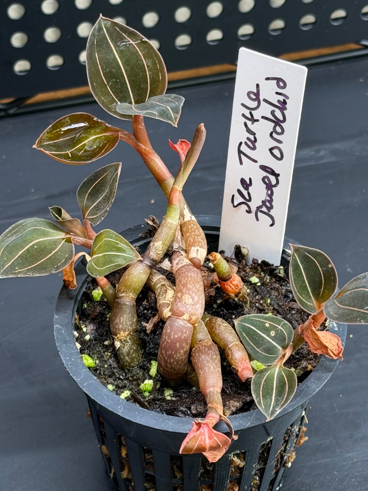 Sea Turtle Jewel Orchid