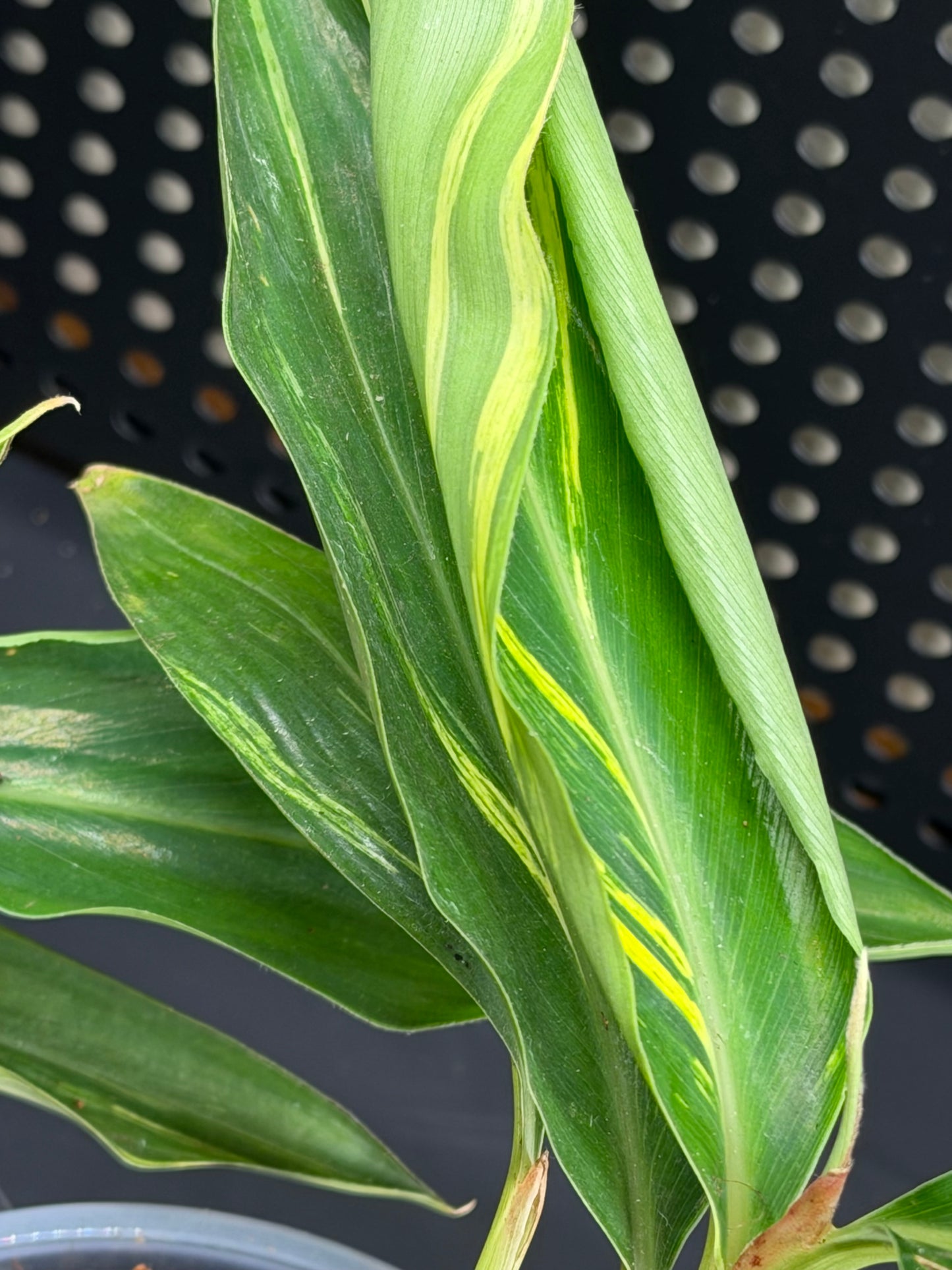 Variegated Shell Ginger Alpinia Zerumbet