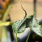 Alocasia Teletubbies