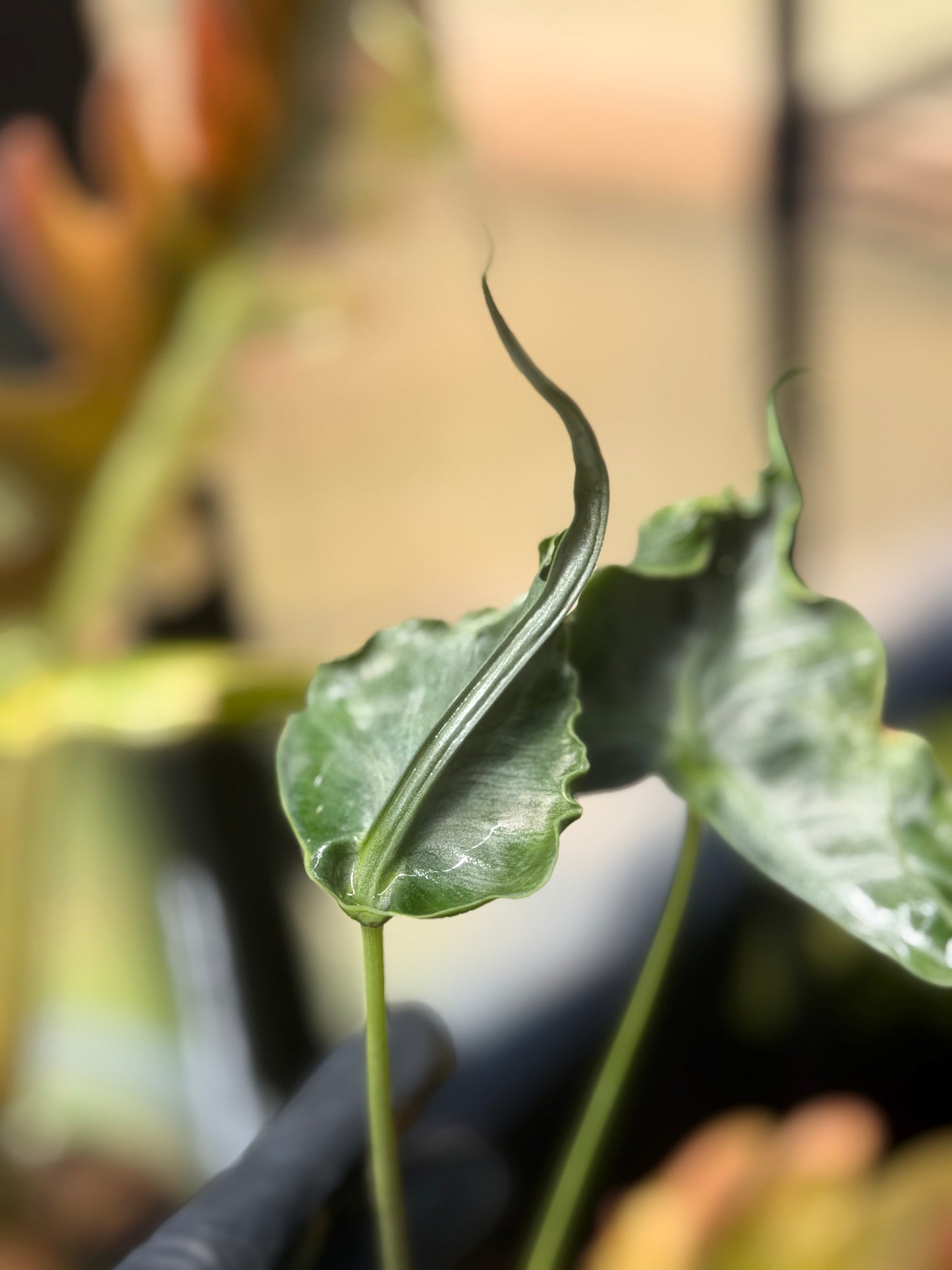 Alocasia Teletubbies
