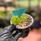 Seed Grown Monstera Deliciousa