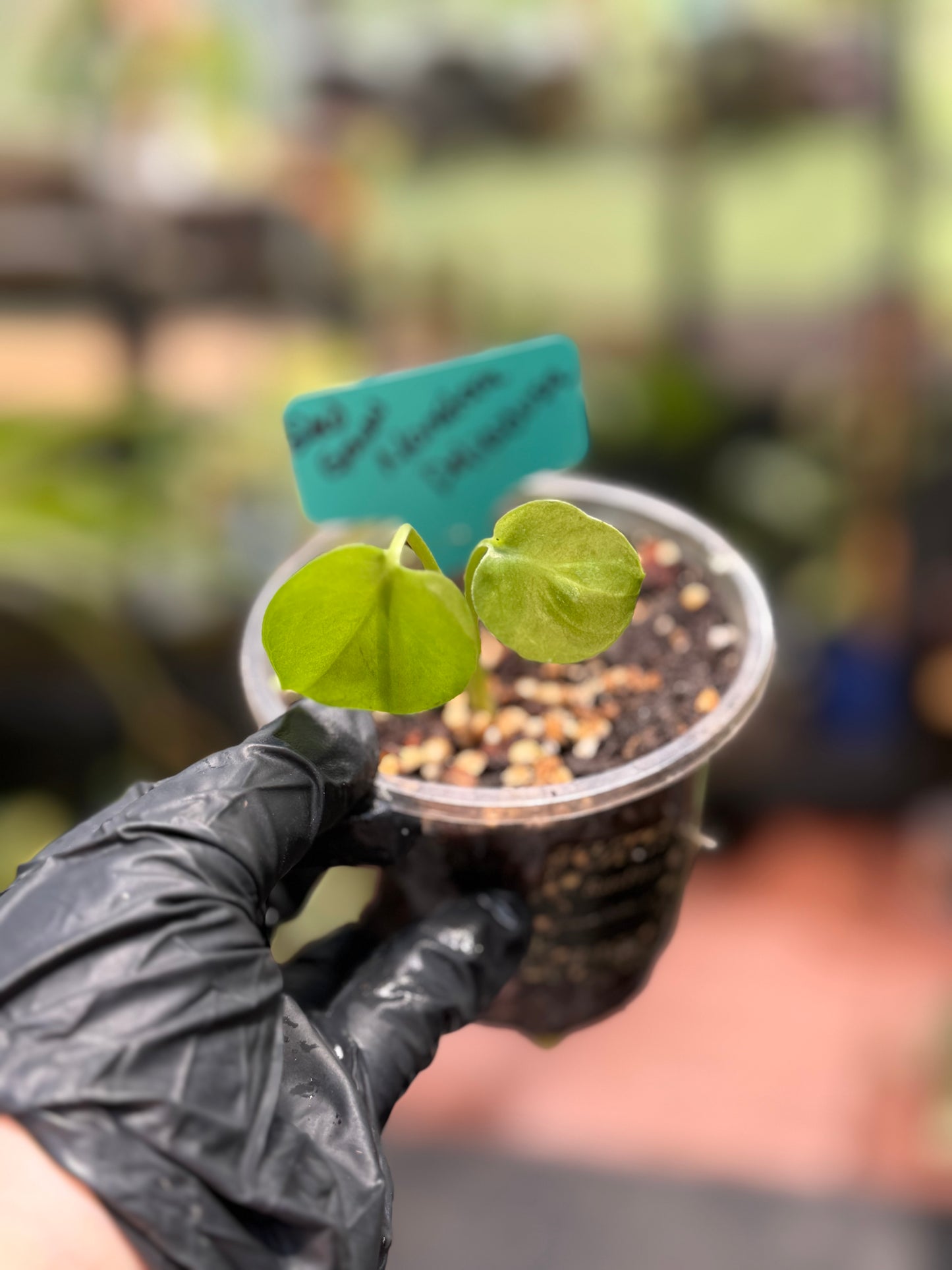 Seed Grown Monstera Deliciousa