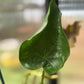 Buddha's Hand Alocasia
