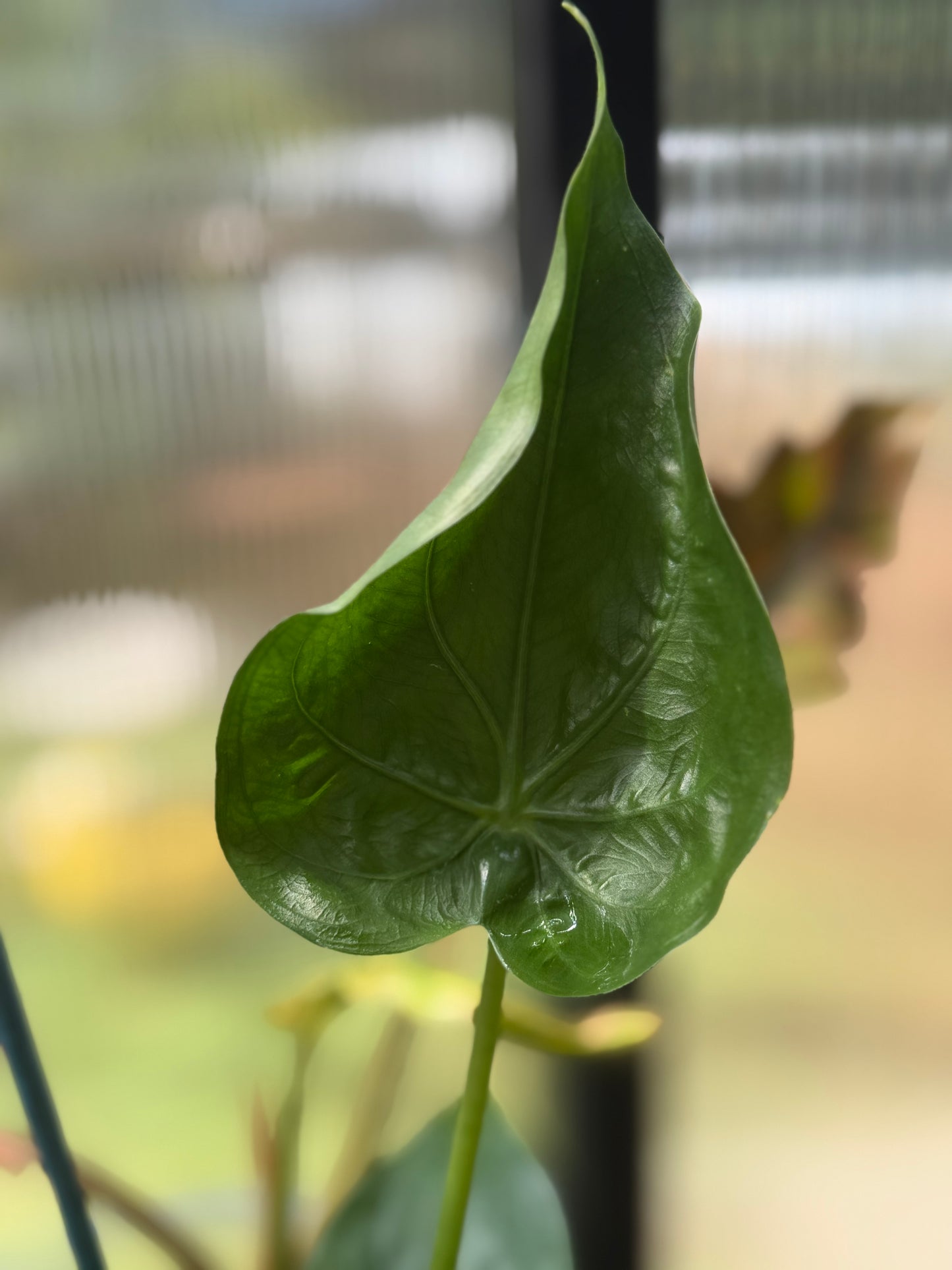 Buddha's Hand Alocasia