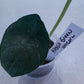 Alocasia Green Unicorn