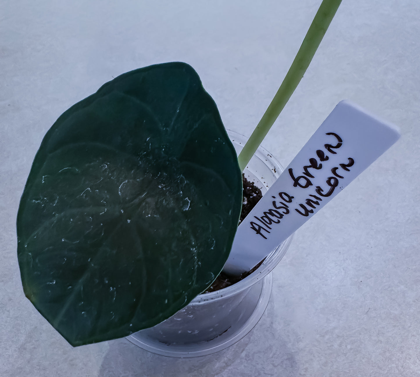 Alocasia Green Unicorn