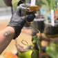 Philodendron Micans Velvet Leaf