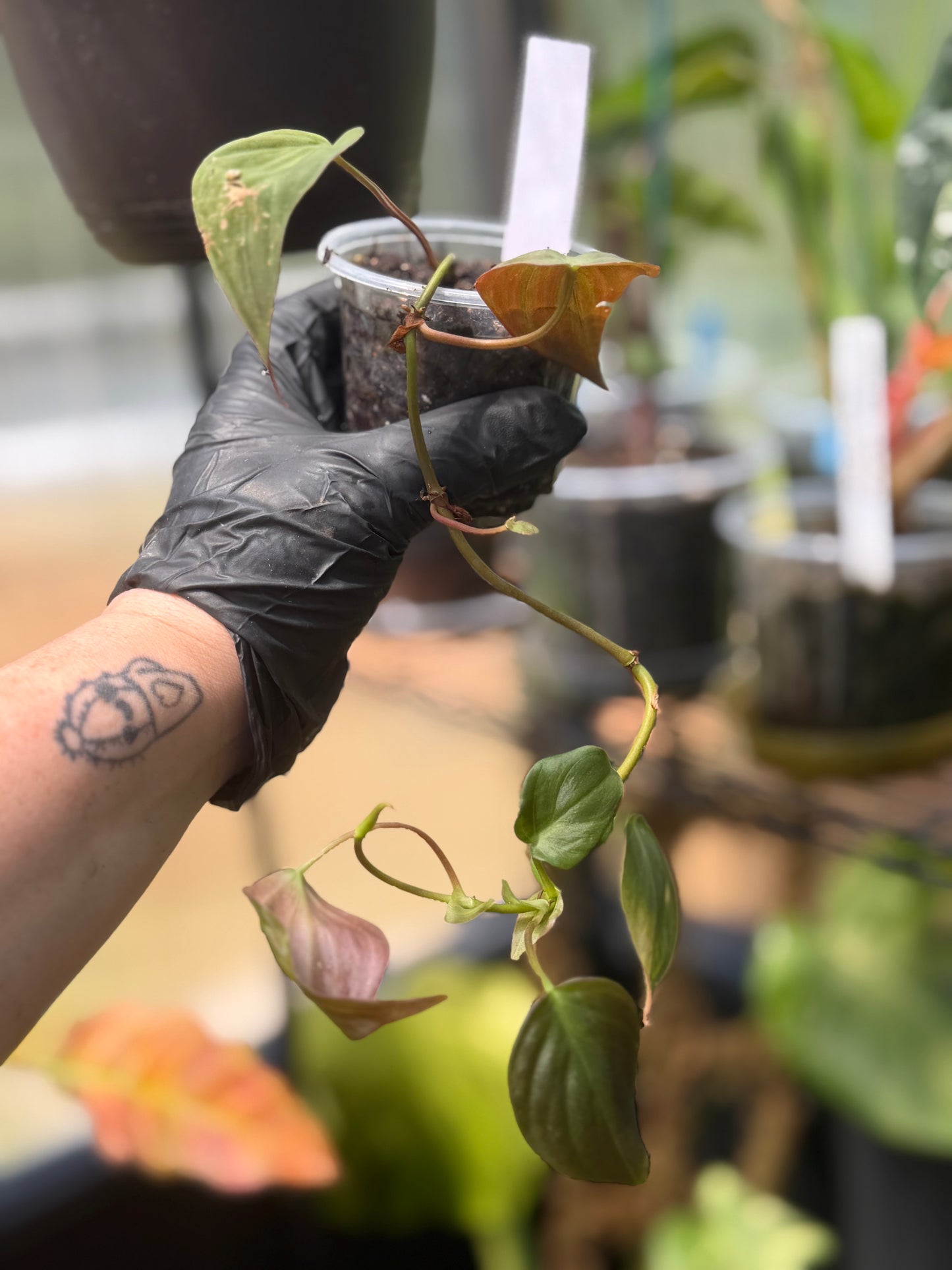 Philodendron Micans Velvet Leaf