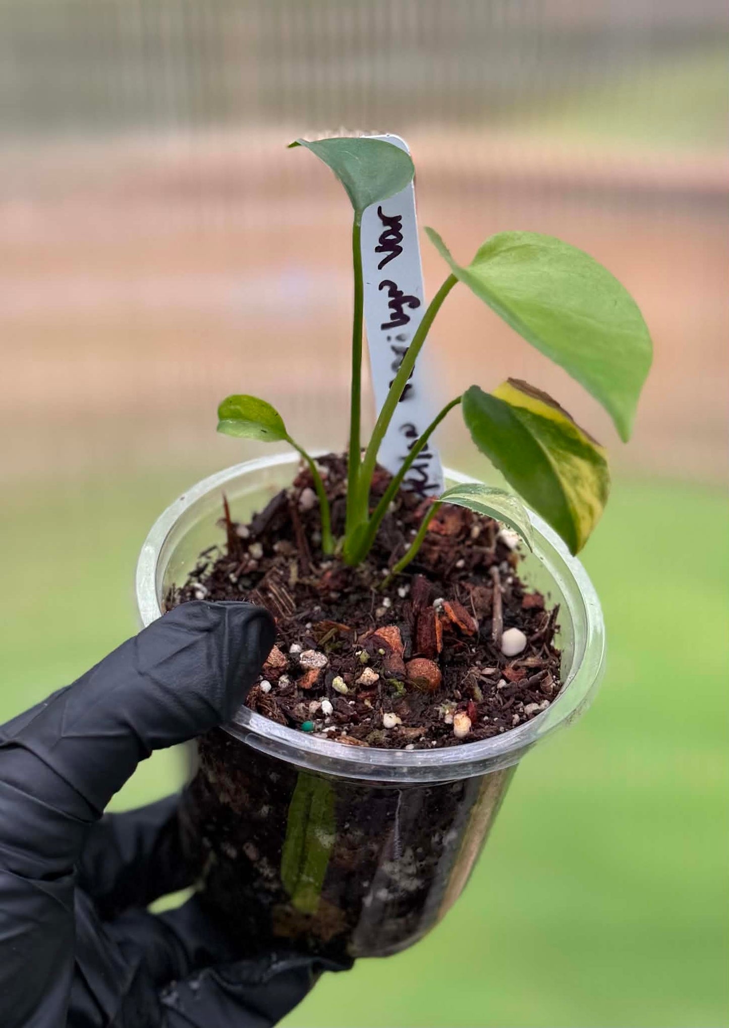 Monstera Deliciosa Yellow Marilyn