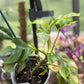 Rhaphidophora Tetrasperma 'White Monster’ ‘Mint’
