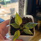 Philodendron Gloriosum Tricolor