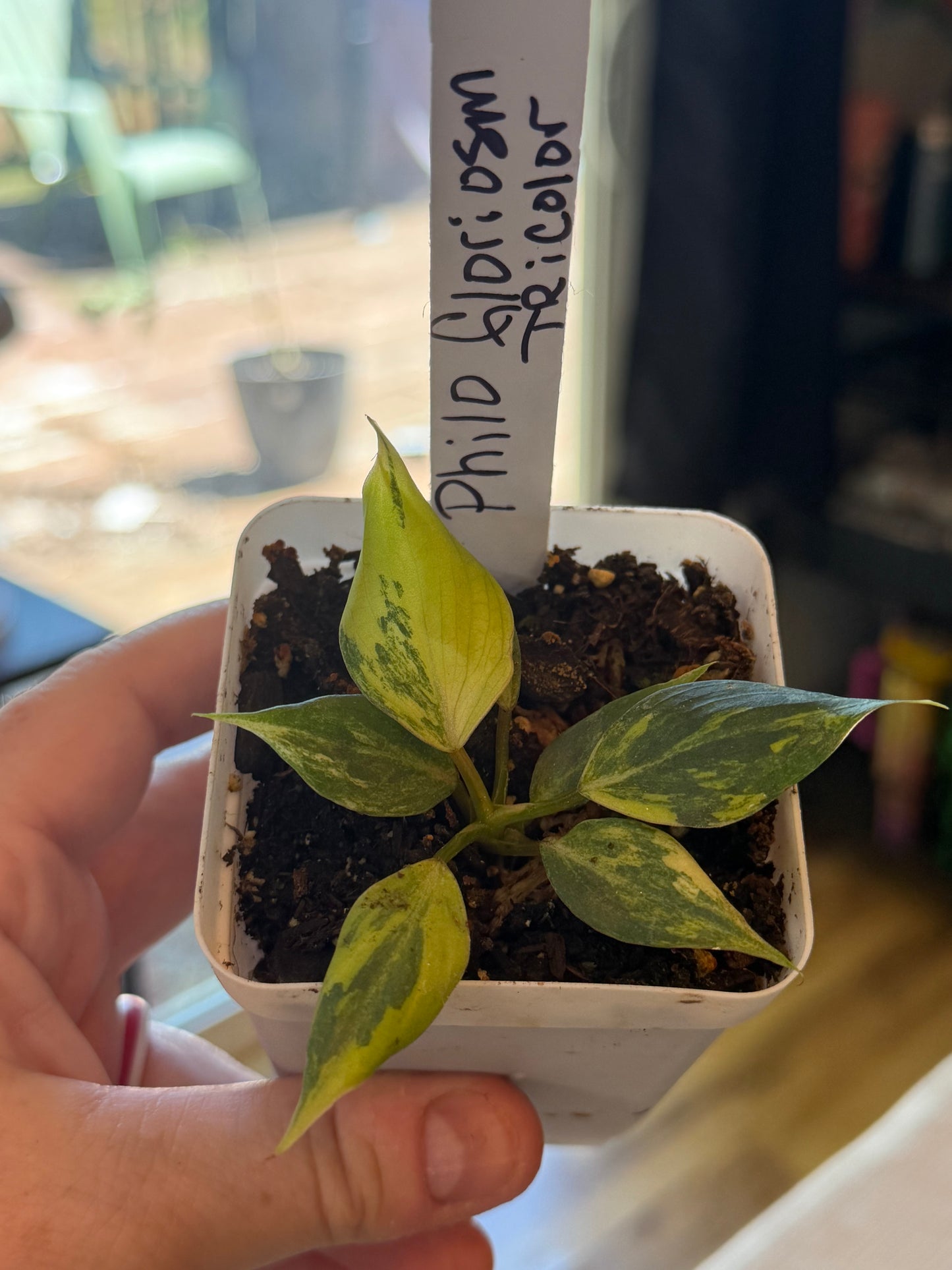 Philodendron Gloriosum Tricolor