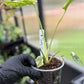 Monstera Deliciosa Starlight
