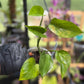 Epipremnum Aureum Jade Pothos -SPORT VARIGATED MUTANT