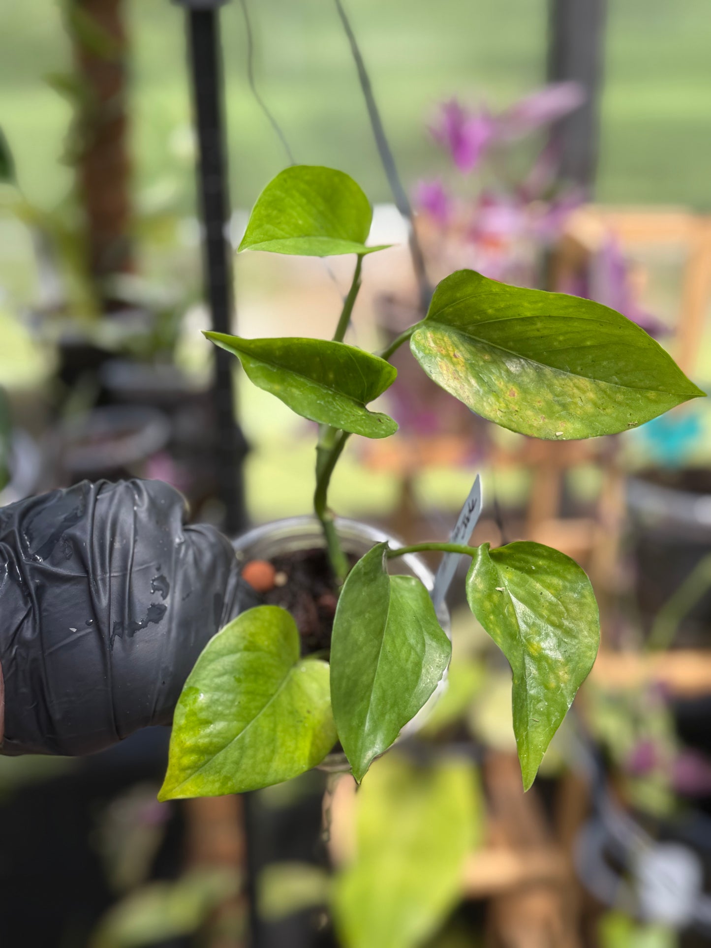 Epipremnum Aureum Jade Pothos -SPORT VARIGATED MUTANT
