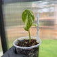 Monstera Electrolyte