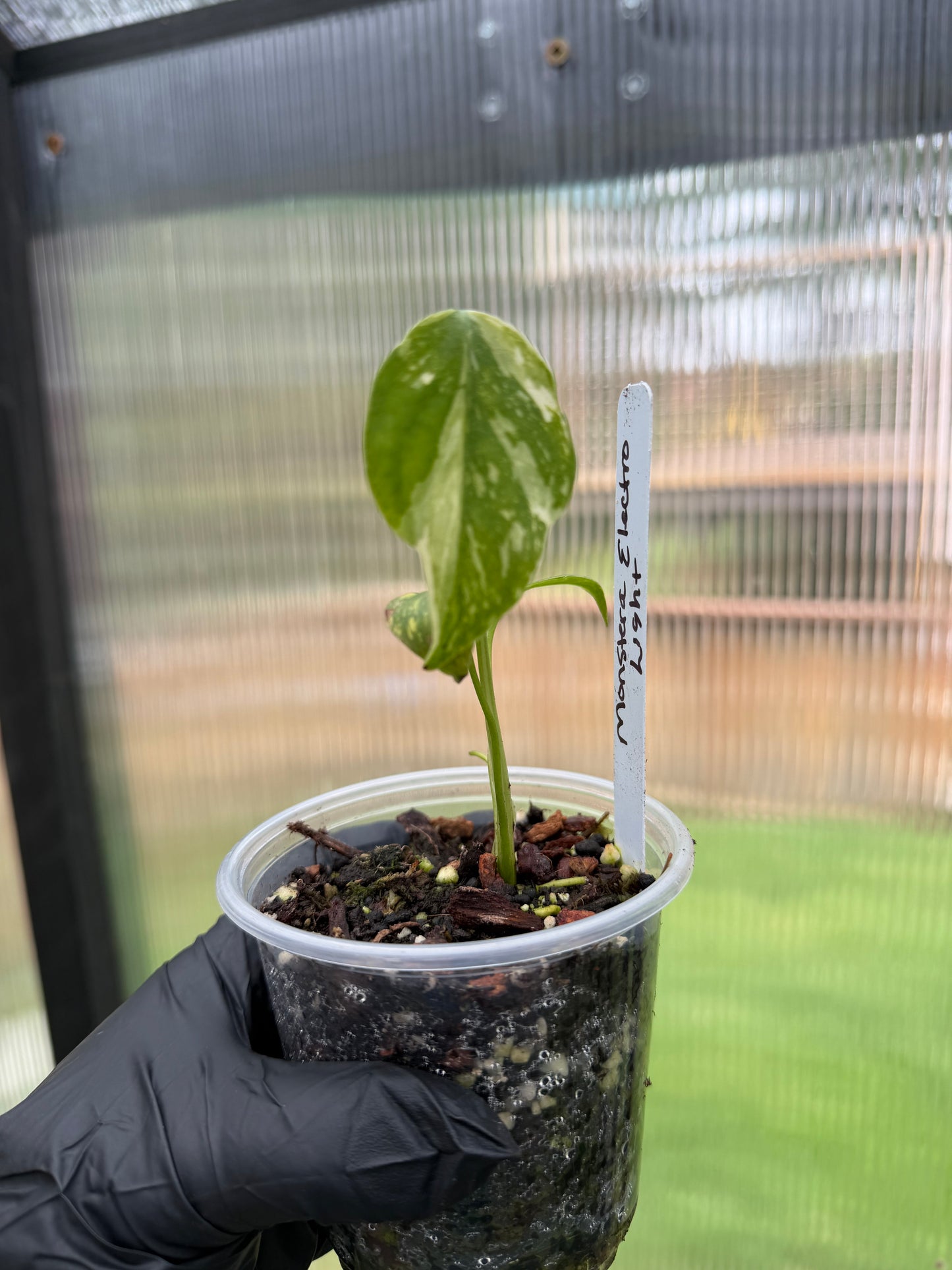 Monstera Electrolyte