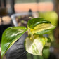 Epipremnum Aureum Japanese Global Pothos