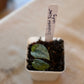 Scindapsus Silver Lady Starter