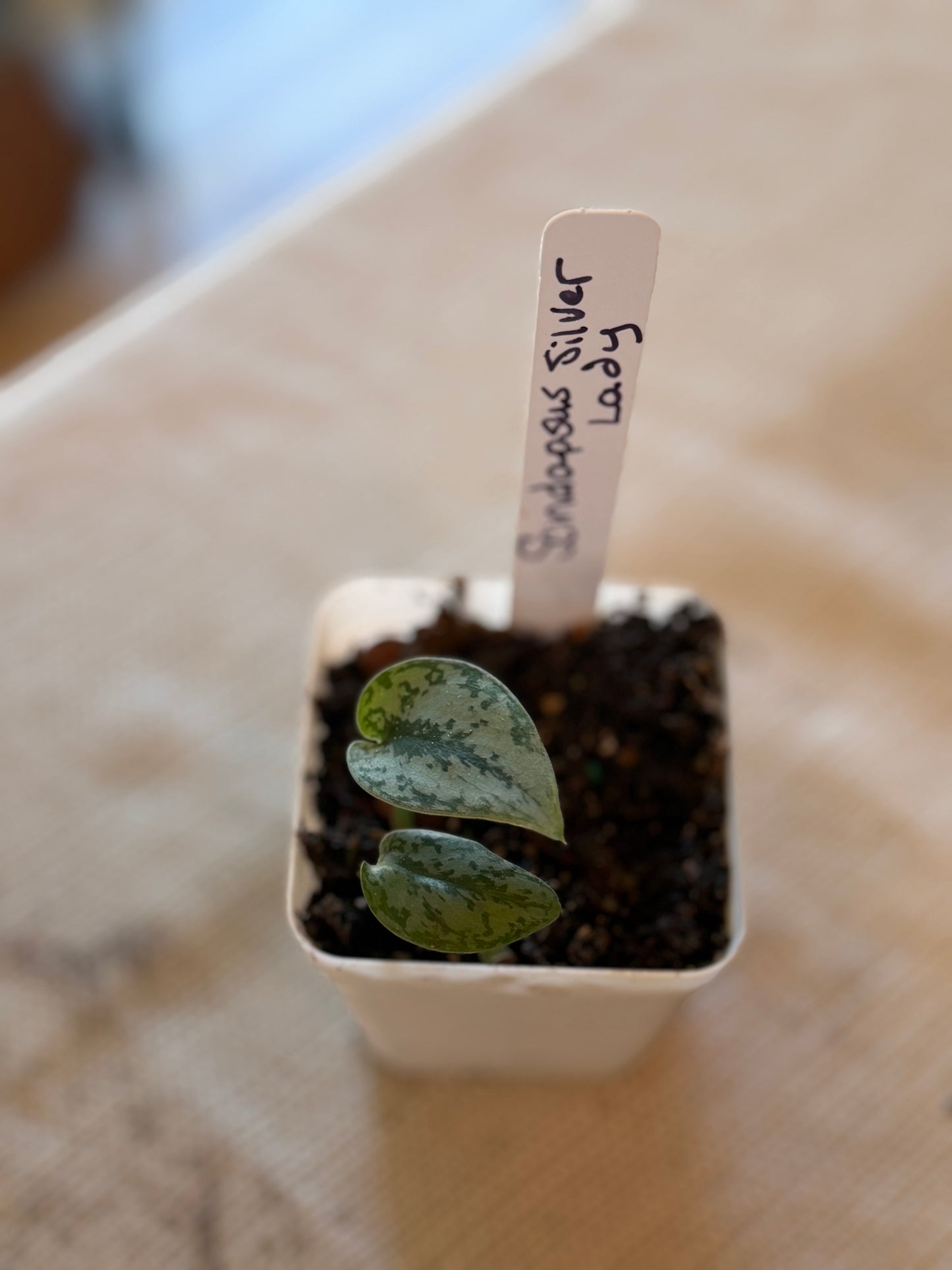 Scindapsus Silver Lady Starter