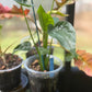 Buddha's Hand Alocasia