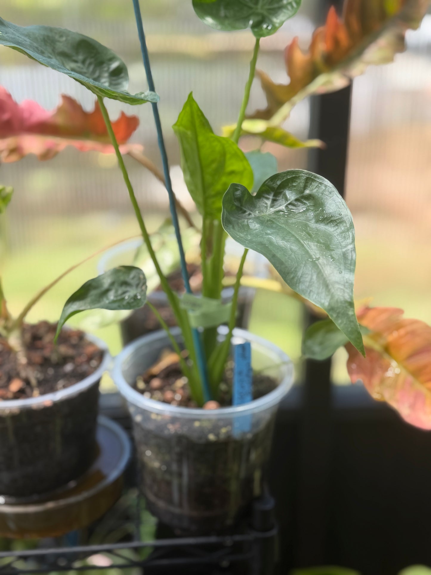 Buddha's Hand Alocasia
